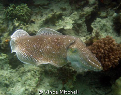 Taken while diving Mabul Borneo.  Canon A640, Canon Housi... by Vince Mitchell 